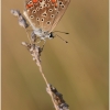 polyom bellargus imago9 kher